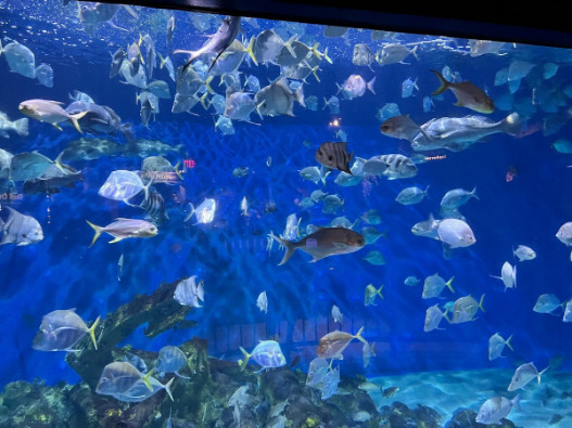 Pine Knoll Shores Aquarium